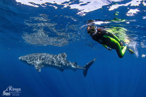 Ningaloo Reef Whale Shark Snorkeling Adventure Apr-July - Lightning Ridge Tourism 10
