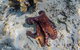 Ningaloo Reef Whale Shark Snorkeling Adventure Apr-July - thumb 11