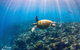 Ningaloo Reef Whale Shark Snorkeling Adventure Apr-July - thumb 3
