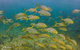 Ningaloo Reef Whale Shark Snorkeling Adventure Apr-July - thumb 5