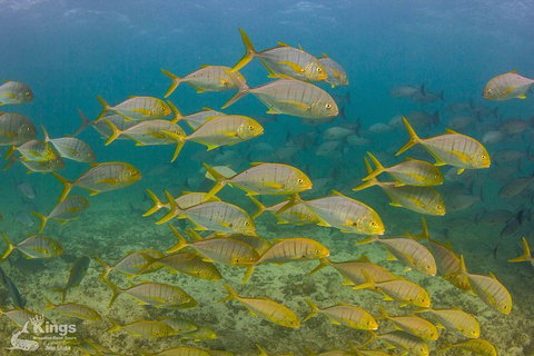 Ningaloo Reef Whale Shark Snorkeling Adventure Apr-July - Lightning Ridge Tourism 5