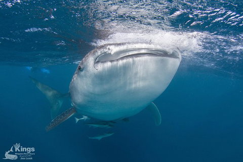 Ningaloo Reef Whale Shark Snorkeling Adventure Apr-July - Lightning Ridge Tourism 9