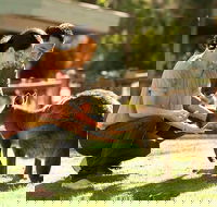 Very Best of Perth Tour - Wildlife Park  City Highlights Tour - Lightning Ridge Tourism