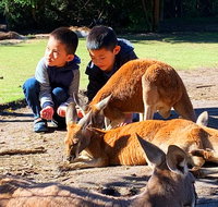 Caversham Wildlife Park Old Guildford Town  Swan Valley Tour - Lightning Ridge Tourism