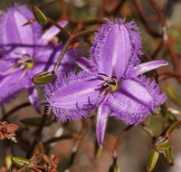 Wildflower Photographic Day Trip from Perth - Lightning Ridge Tourism