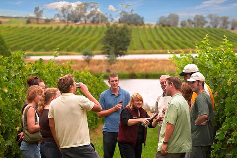 Yarra Valley Balloon Flight And Winery Tour - Lightning Ridge Tourism 17