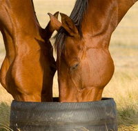 Champion Racehorse Tour with Beer and Wine Tasting - Lightning Ridge Tourism