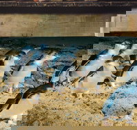 Half Day Phillip Island Penguin Parade PLUS Tour - Lightning Ridge Tourism