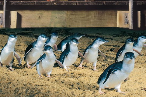 Half Day Phillip Island Penguin Parade PLUS Tour - Lightning Ridge Tourism 0
