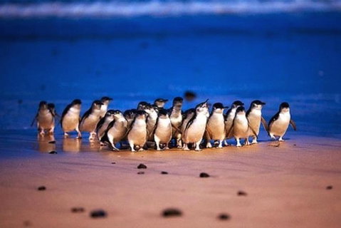 Half Day Phillip Island Penguin Parade PLUS Tour - Lightning Ridge Tourism 1