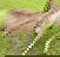 2 Day Exclusively Private Tour Of Phillip Island  The Penguin Parade - Lightning Ridge Tourism