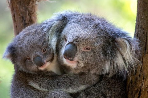 Yarra Valley Private Tour Including Healesville Sanctuary And Wineries - Lightning Ridge Tourism 1