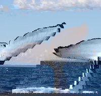 Phillip Island Whale Watching Tour - Lightning Ridge Tourism