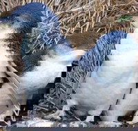 Day Tour of Phillip Island Nature Parks  Penguins - Lightning Ridge Tourism