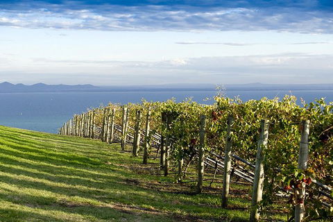 Around The Bay Food And Wine Taste Trail - Lightning Ridge Tourism 5