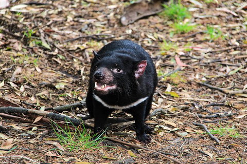 5-Day Best Of Tasmania Tour From Hobart - Lightning Ridge Tourism 8