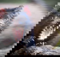 Port Arthur and Tassie Devils Active Day Tour from Hobart - Lightning Ridge Tourism