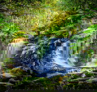 Day Tour in Mt. Field Mt. Wellington Bonorong Wildlife Sanctuary and Richmond - Lightning Ridge Tourism