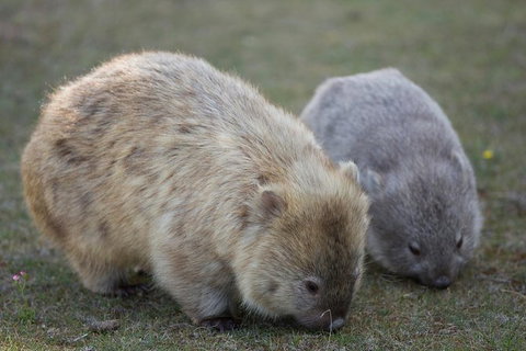 Maria Island Active Day Trip From Hobart - Lightning Ridge Tourism 8