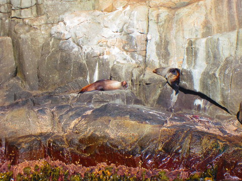 Full-Day Tasman Peninsula Tour From Hobart - Lightning Ridge Tourism 9
