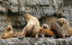Full-Day Tasman Peninsula Tour From Hobart - thumb 22