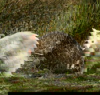 Bruny Island premium private photo-oriented day tour from Hobart - Lightning Ridge Tourism