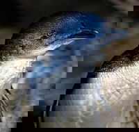 Bonnet Island Experience departing from Strahan - Lightning Ridge Tourism