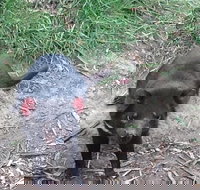 South East Food Sightseeing Private Tour with the Tasmanian Devil Unzoo - Lightning Ridge Tourism