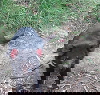 Private Bonorong Wildlife Sanctuary and Richmond 5 Hour Trip from Hobart - Lightning Ridge Tourism