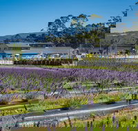 Private Tasman Peninsula Cruise Ship Tour from Port Arthur - Lightning Ridge Tourism