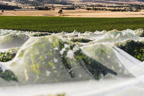 A Sommelier Guided Tour: Thursday Afternoon Wine Gin Cheese & Cocktails - Lightning Ridge Tourism 5