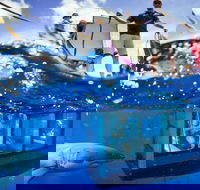 White Shark Tour with Optional Cage Dive from Port Lincoln - Lightning Ridge Tourism