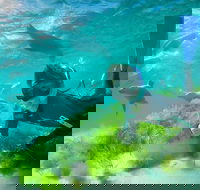 Half-Day Sea Lion Snorkeling Tour from Port Lincoln - Lightning Ridge Tourism