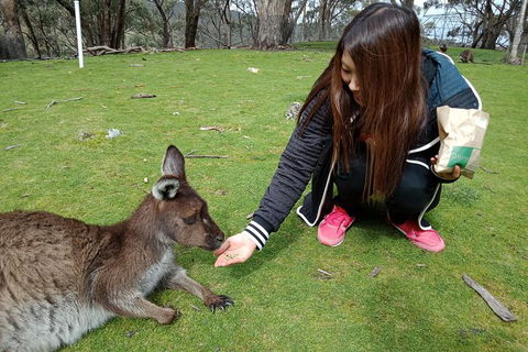 Adelaide Essentials Tour - Lightning Ridge Tourism 0