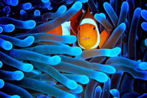 5-Day Best Of Cairns With Daintree, Kuranda, And Great Barrier Reef - Lightning Ridge Tourism 2