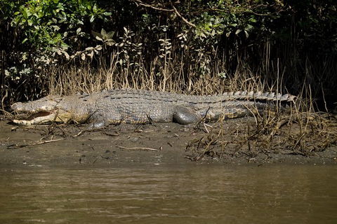 5-Day Best Of Cairns With Daintree, Kuranda, And Great Barrier Reef - Lightning Ridge Tourism 10
