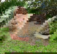 Croc Express to Australia Zoo from Brisbane - Lightning Ridge Tourism