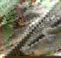 Lone Pine Koala Sanctuary Day Pass - Lightning Ridge Tourism