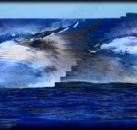 Whale Watching Cruise from Redcliffe Brisbane or the Sunshine Coast - Lightning Ridge Tourism