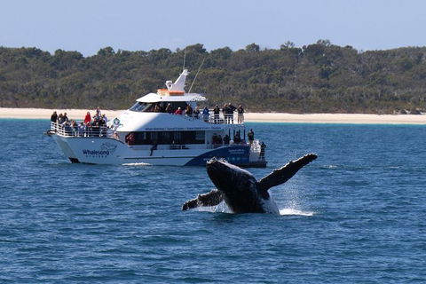 Hervey Bay Whale Watching Experience - Lightning Ridge Tourism 1