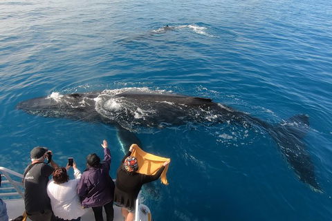 Hervey Bay Whale Watching Experience - Lightning Ridge Tourism 6