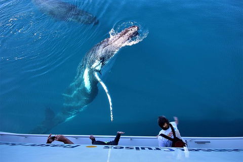 Hervey Bay Whale Watching Experience - Lightning Ridge Tourism 3
