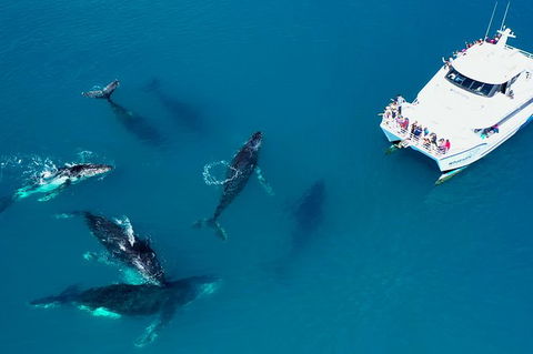 Hervey Bay Whale Watching Experience - Lightning Ridge Tourism 7