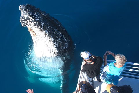 Hervey Bay Whale Watching Experience - Lightning Ridge Tourism 14
