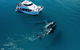 Hervey Bay Whale Watching Experience - thumb 2
