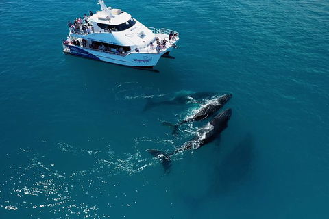 Hervey Bay Whale Watching Experience - Lightning Ridge Tourism 2