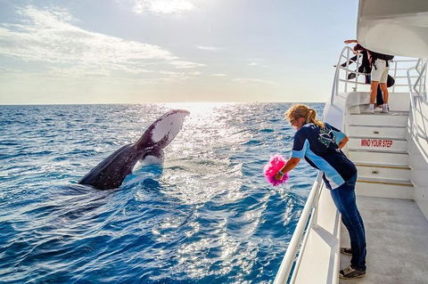 Hervey Bay Whale Watching Experience - Lightning Ridge Tourism 8