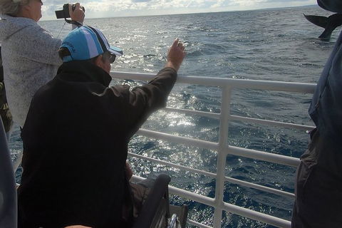 Hervey Bay Whale Watching Experience - Lightning Ridge Tourism 13