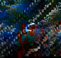 Daintree Rainforest Night Walk from Cape Tribulation - Lightning Ridge Tourism