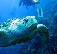 Scuba Dive the S.S. Yongala Wreck on the Great Barrier Reef. - Lightning Ridge Tourism